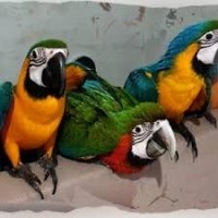 Multi Parrots Species Avian Center Pet Birds On Sale                  
